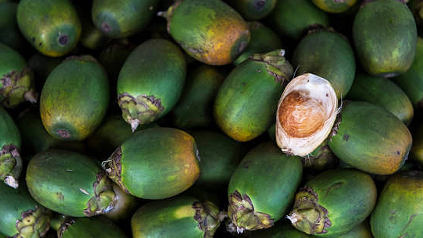 'หมาก' พืชเศรษฐกิจล่าสุด ออเดอร์ต่างแดนทะลัก! 'หมาก' พืชเศรษฐกิจล่าสุด ออเดอร์ต่างแดนทะลัก!