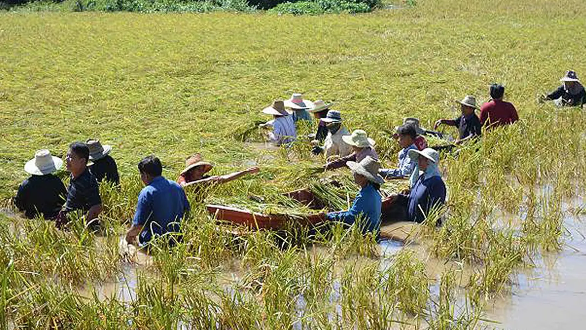 หนองจอกท่วม 3 สัปดาห์! พื้นที่เกษตรเสียหาย 50%