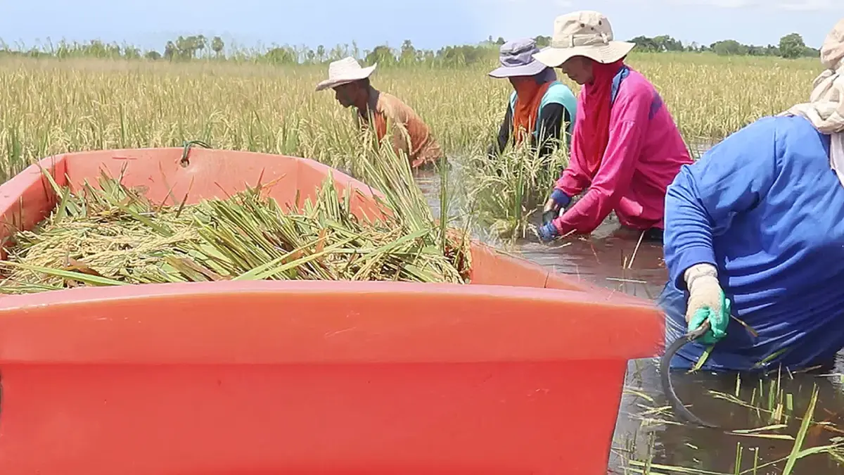 ชาวนาพิจิตรลุยเกี่ยวข้าวใส่ 'เรือ' หนีน้ำท่วมสูง ชาวนาพิจิตรลุยเกี่ยวข้าวใส่ 'เรือ' หนีน้ำท่วมสูง