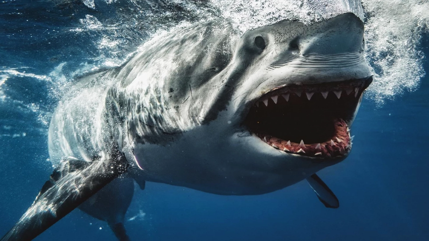 เทคนิคของการทำให้ฉลาม "ยิ้ม" ให้กล้อง