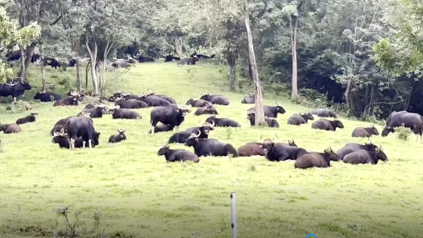 ตื่นตาตื่นใจ ฝูงกระทิงป่าเขาแผงม้า อวดโฉม นนท. ชมอย่างใกล้ชิด