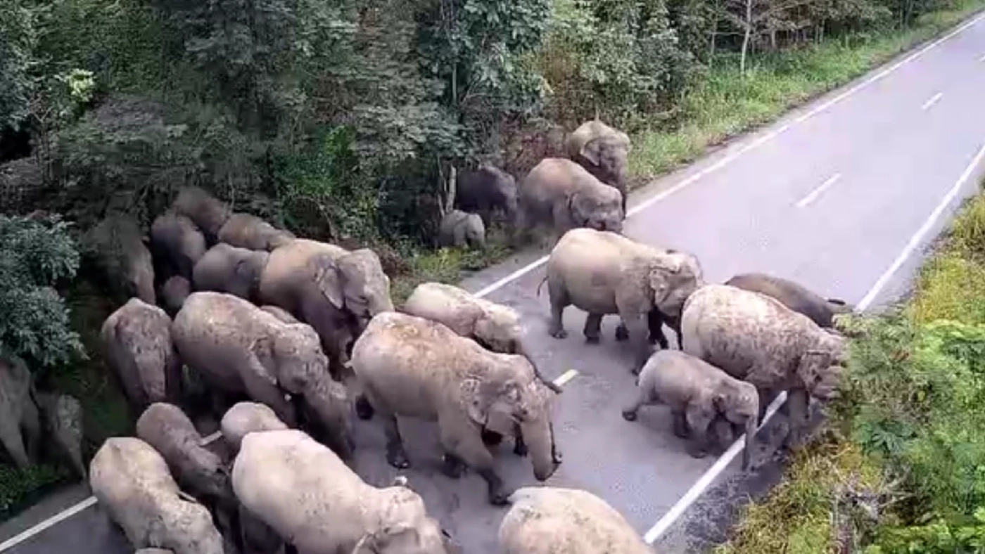 ตะลึง โขลงช้างป่าเขาอ่างฤาไนข้ามถนน เห็นจำนวนถึงกลับต้องถอย (มีคลิป)