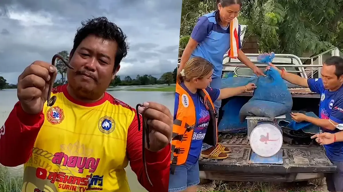 ชาวสุรินทร์พลิกวิกฤตให้เป็นโอกาส จับไส้เดือนขายสร้างรายได้ช่วงน้ำท่วม ชาวสุรินทร์พลิกวิกฤตให้เป็นโอกาส จับไส้เดือนขายสร้างรายได้ช่วงน้ำท่วม