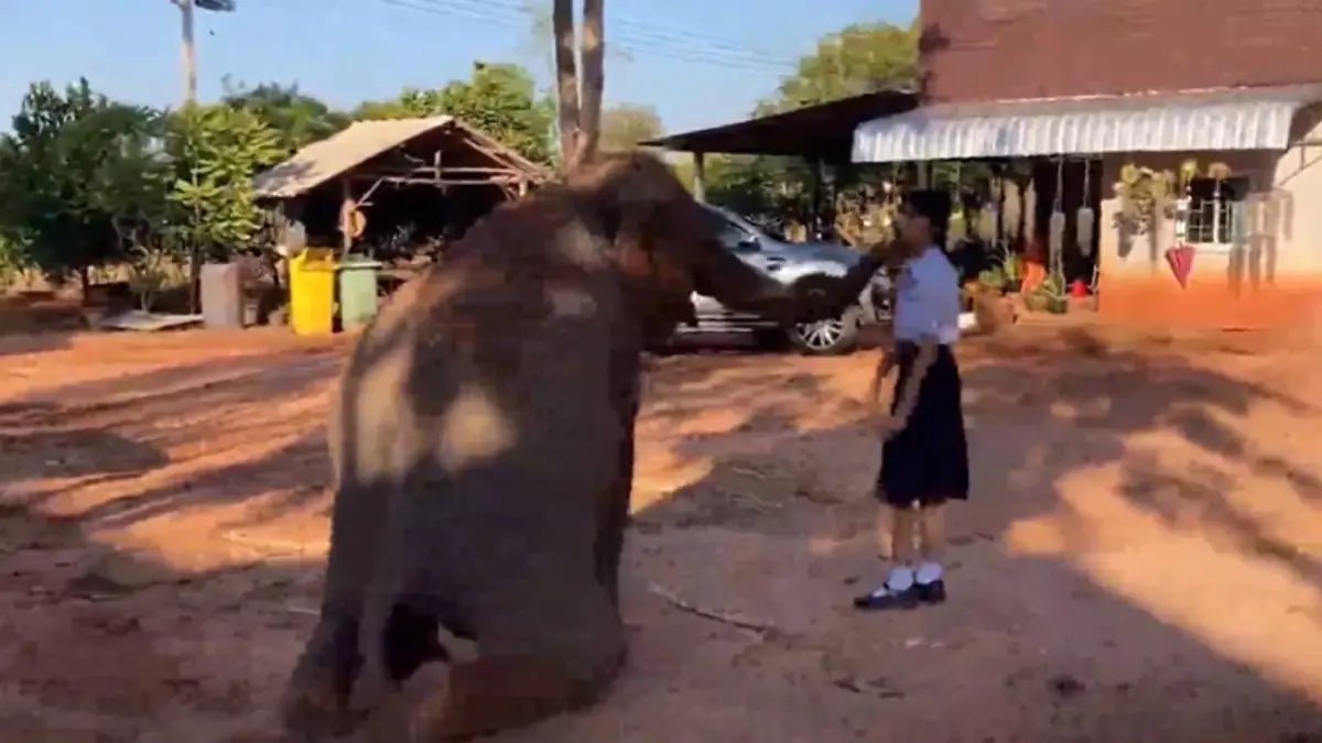 เปิดคลิปความน่ารัก “น้องฟิล์ม” กับช้างคู่ใจ ชาวเน็ตแห่ชมกว่า 4 ล้านคน (คลิป) เปิดคลิปความน่ารัก “น้องฟิล์ม” กับช้างคู่ใจ ชาวเน็ตแห่ชมกว่า 4 ล้านคน (คลิป)