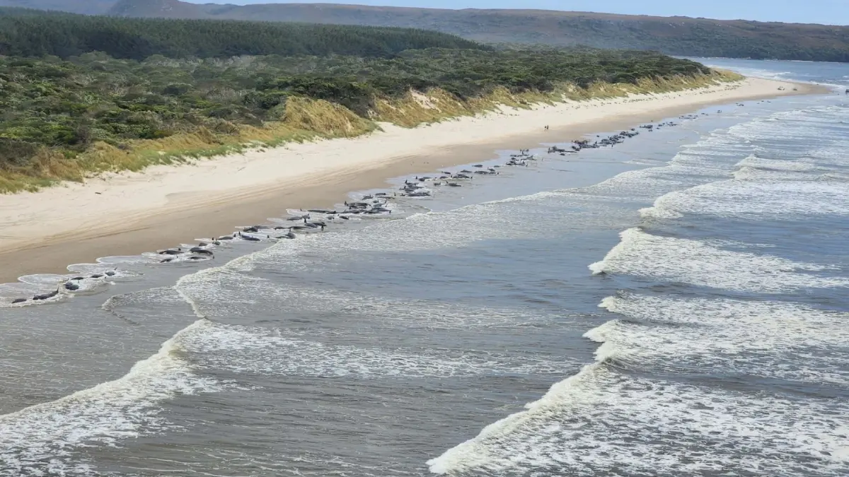 วาฬเกยตื้นอีก 230 ตัวในออสเตรเลีย อาจรอดครึ่งเดียว