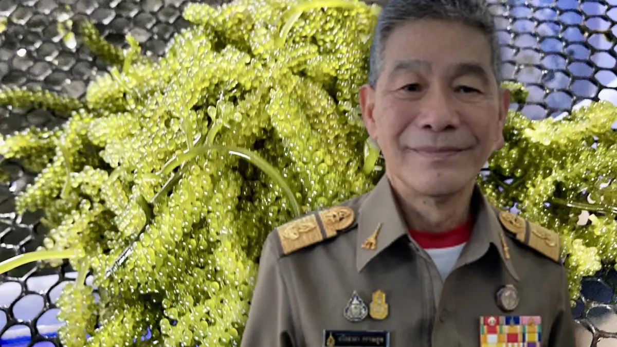 "สาหร่ายพวงองุ่น เพชรบุรี" ปชช.มีรายได้ ชุมชนมั่นคง