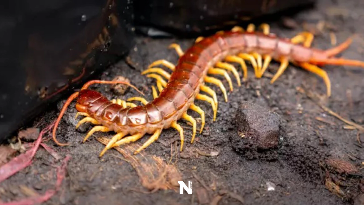 เปิดคำทำนาย "ฝันเห็นตะขาบตัวใหญ่" จะมีโชคลาภจริงหรือ?