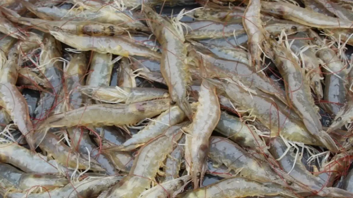 บอร์ดกุ้งยัน 'นำเข้า' ช่วงผลผลิตในประเทศขาดแคลน