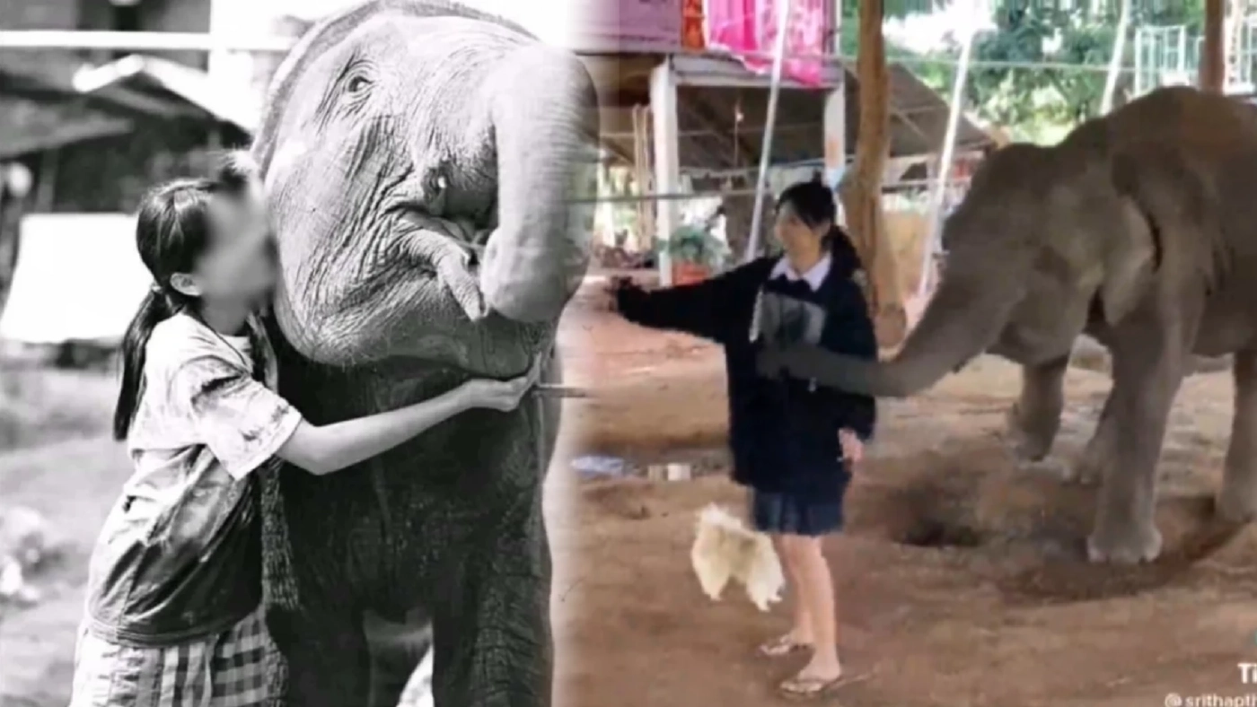 ครอบครัว "น้องฟิล์ม" เตรียมนำช้างสุพรรษา ร่วมฌาปนกิจร่างยูทูปเบอร์สาว