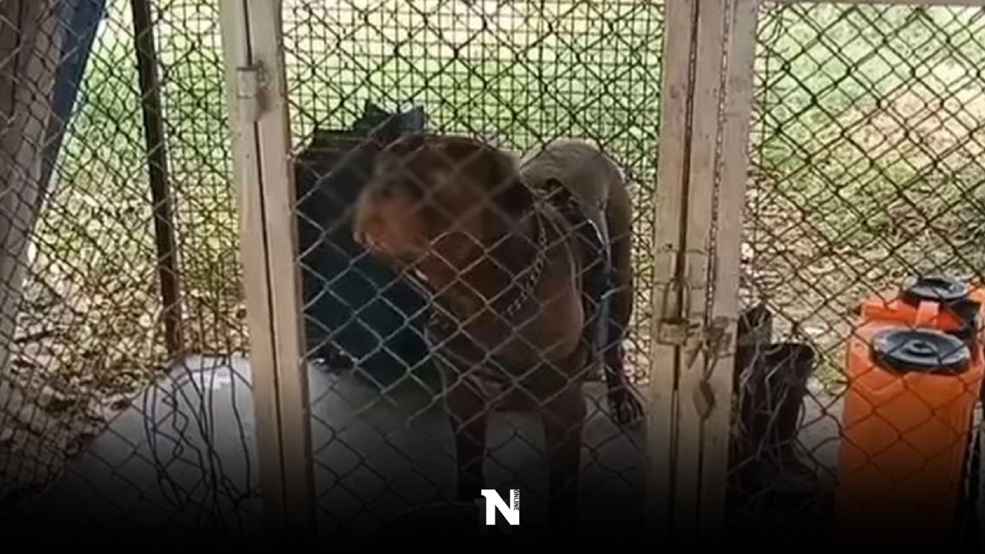 ขย้ำจมเขี้ยว "พิทบูล" จอมโหด กัดเจ้าของวัย 67  จนสิ้นใจ