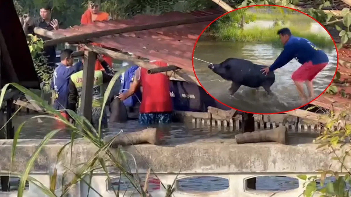 เร่งย้ายวุ่น "หมูป่าวัดกลางเมือง" กว่า 50 ตัว หลังน้ำล้นทะลักท่วมสูง 1 เมตร เร่งย้ายวุ่น "หมูป่าวัดกลางเมือง" กว่า 50 ตัว หลังน้ำล้นทะลักท่วมสูง 1 เมตร
