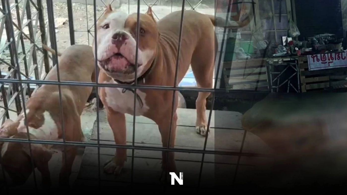 กัดจมเขี้ยว! "หมาพิทบูล" ขย้ำเจ้าของวัย 67 ปี ดับสลด