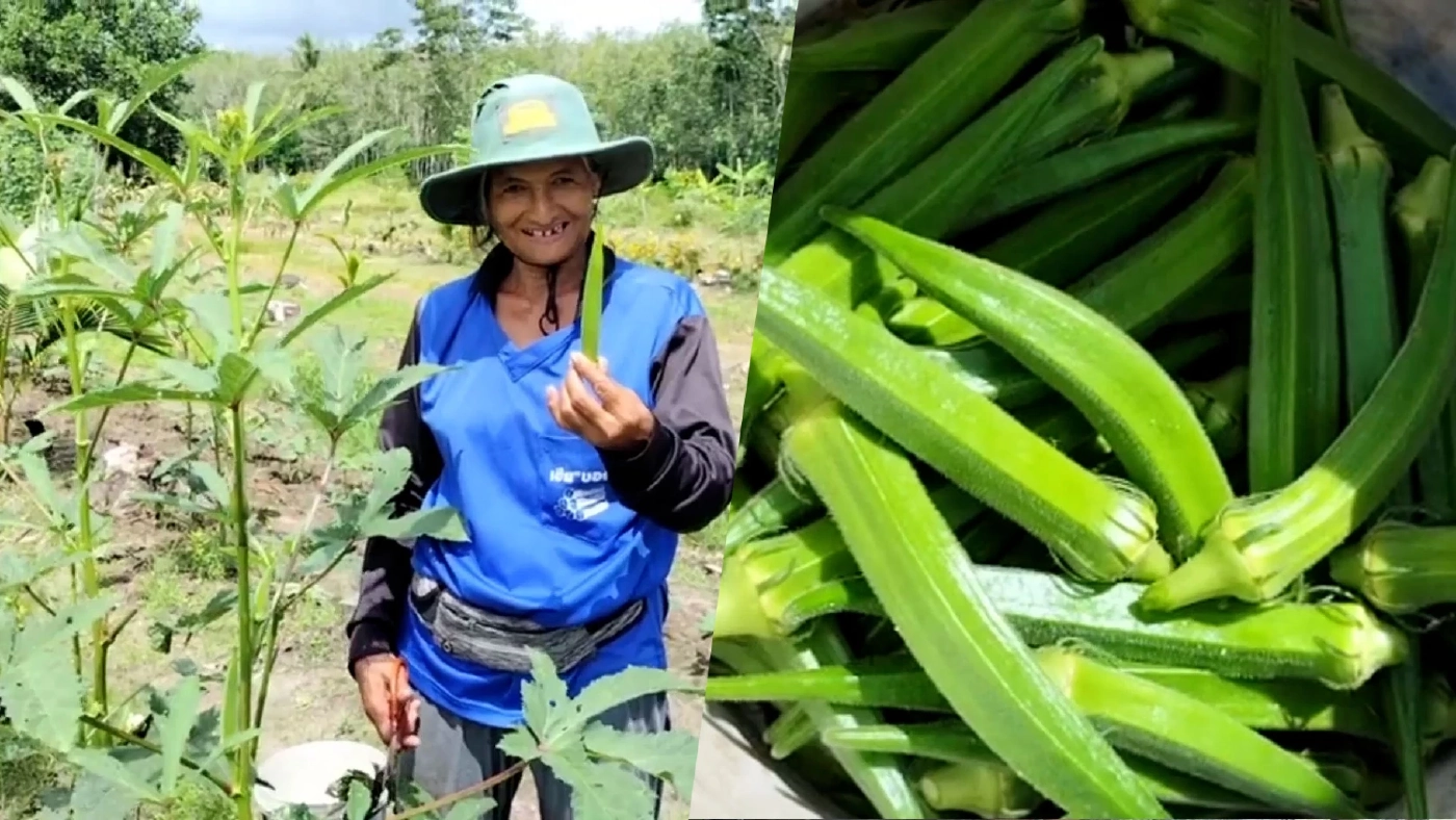 หญิงชาวสวนยางพลิกผืนดินปลูกพืชผสม สร้างรายได้หลักหมื่นเลี้ยงครอบครัว หญิงชาวสวนยางพลิกผืนดินปลูกพืชผสม สร้างรายได้หลักหมื่นเลี้ยงครอบครัว