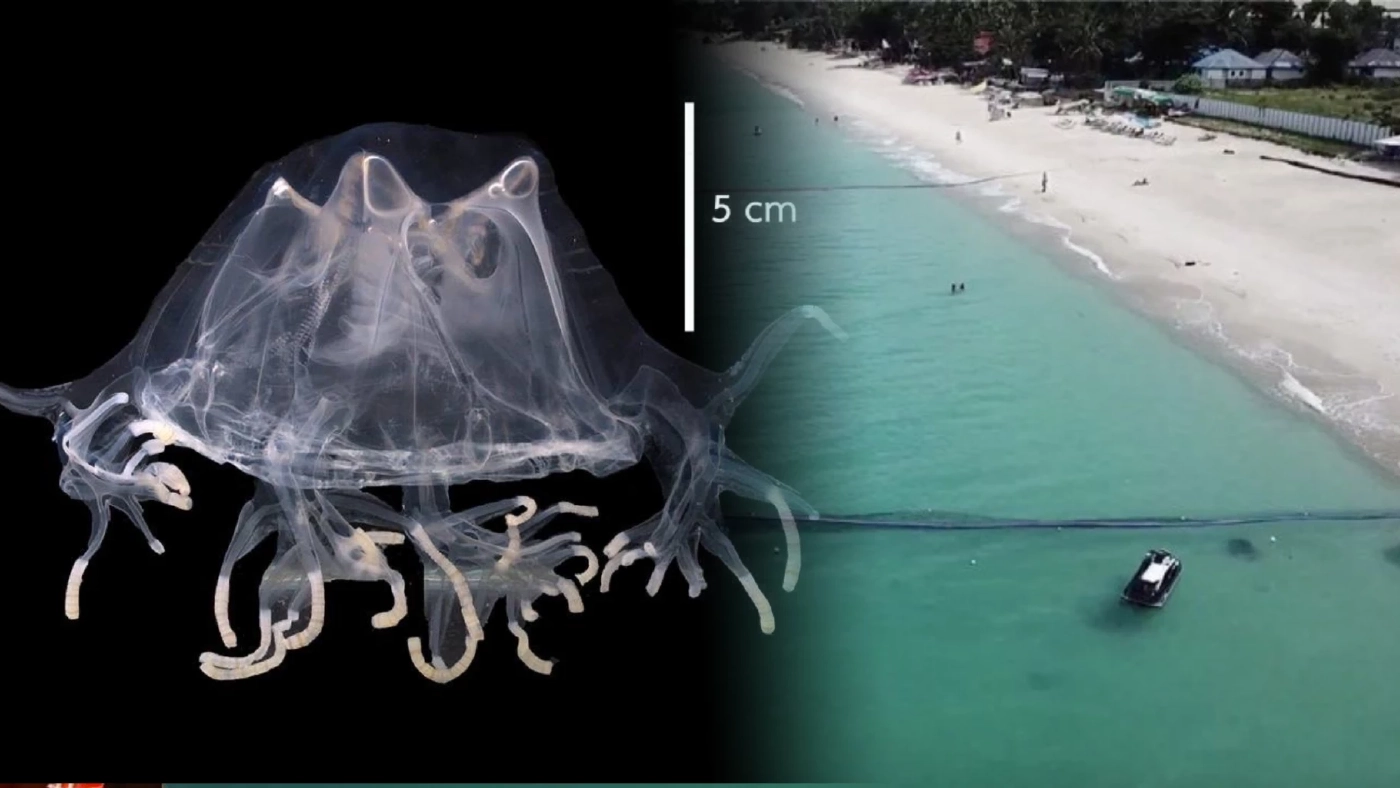 ทช. เตือน นทท. ระวังการลงเล่นน้ำทะเล ฤดูแมงกะพรุนกล่อง ทช. เตือน นทท. ระวังการลงเล่นน้ำทะเล ฤดูแมงกะพรุนกล่อง