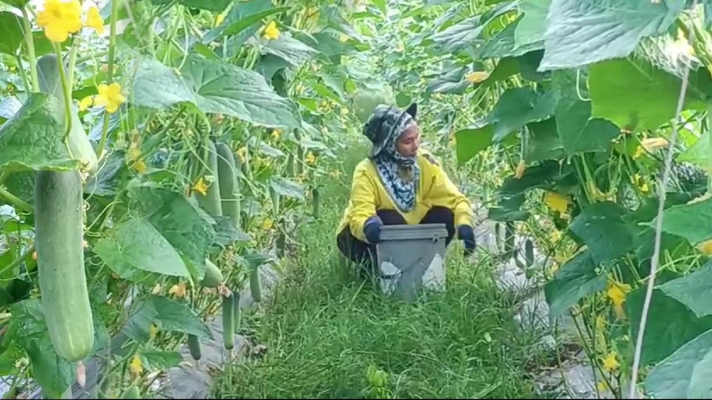 เส้นทางทำกิน มือใหม่ก็สามารถทำได้ ปลูกแตงร้านขายสร้างรายได้ทุกวัน