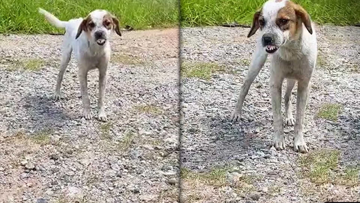 สาวสุดเอ็นดู ขณะนำข้าวไปให้น้องหมาจรหน้าโหด ที่แท้ฟันเหยิน