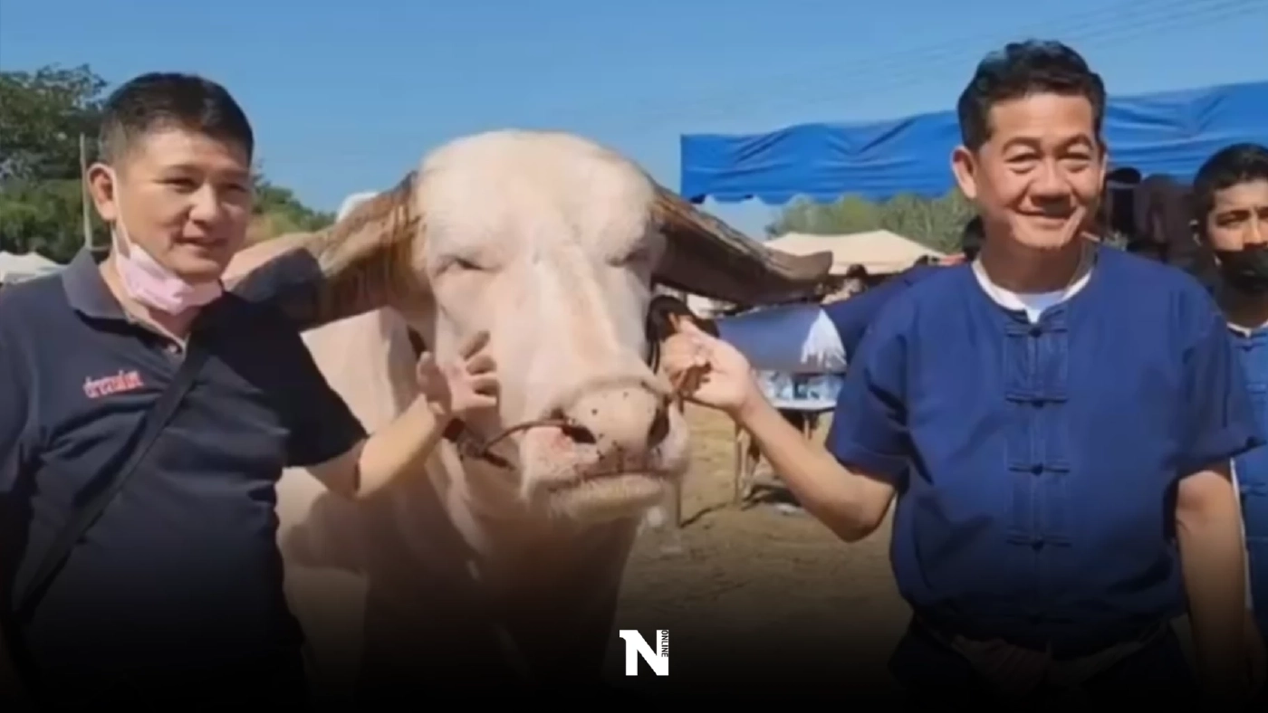 ฮือฮา!!แห่ถ่ายรูป "เจ้าโก้" ควายเผือก ราคากว่า 11 ล้าน