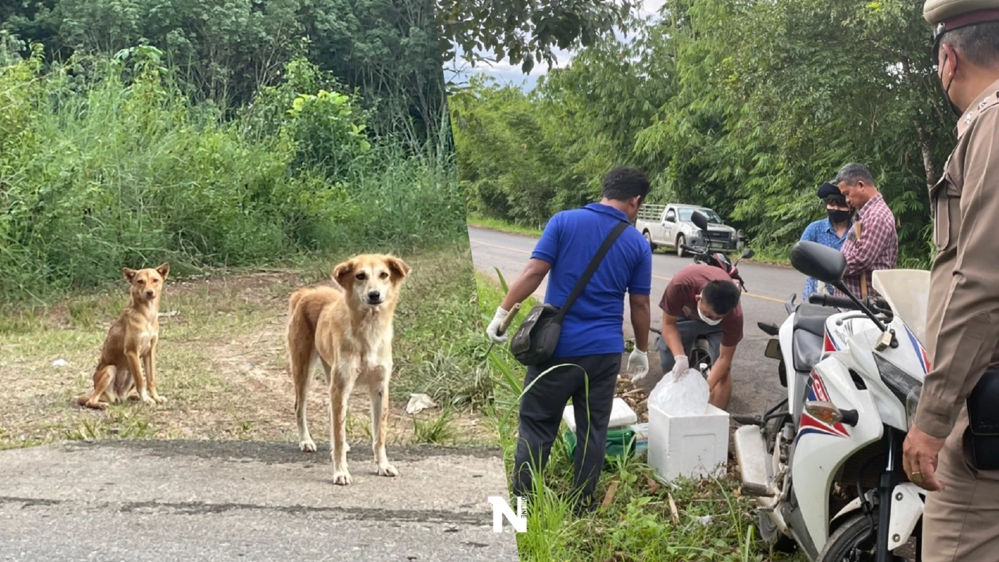 ผวา"หมาบ้า" เร่งจับสุนัขจรจัดตรวจเชื้อ วันเดียวโดนกัด 10 รายรวด