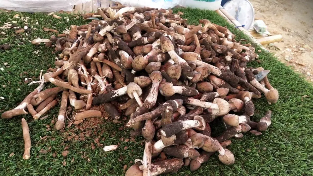 หนึ่งปีมีครั้งเดียว ชาวบ้านแห่เก็บ “เห็ดโคน” ขายสร้างรายได้ หนึ่งปีมีครั้งเดียว ชาวบ้านแห่เก็บ “เห็ดโคน” ขายสร้างรายได้