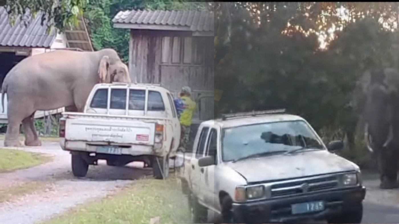 ระทึก! พลายดื้อตกมันหนัก ใช้งาแทงรถป่าไม้ทะลุ ขณะผลักดันเข้าป่า (มีคลิป)