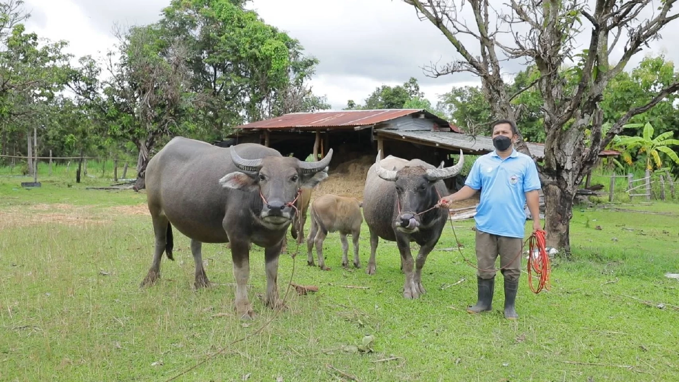 เลี้ยงควายแก้จน เกษตรชุมชนเกาะแกด อุบลฯ เลี้ยงควายแก้จน เกษตรชุมชนเกาะแกด อุบลฯ