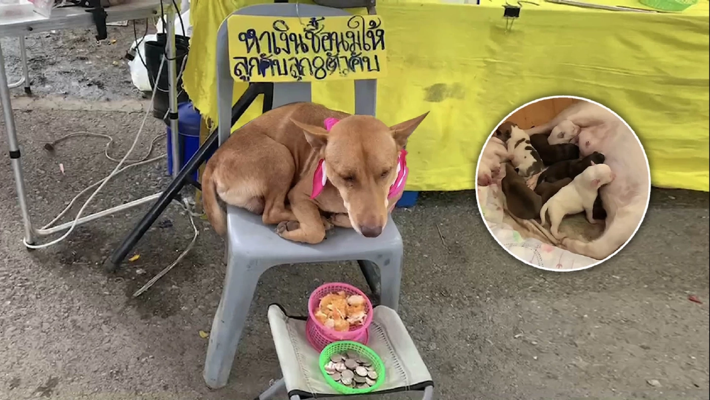 เอ็นดูพ่อหมานั่งเปิดรับบริจาค หาค่านมเลี้ยงลูก 8 ชีวิต