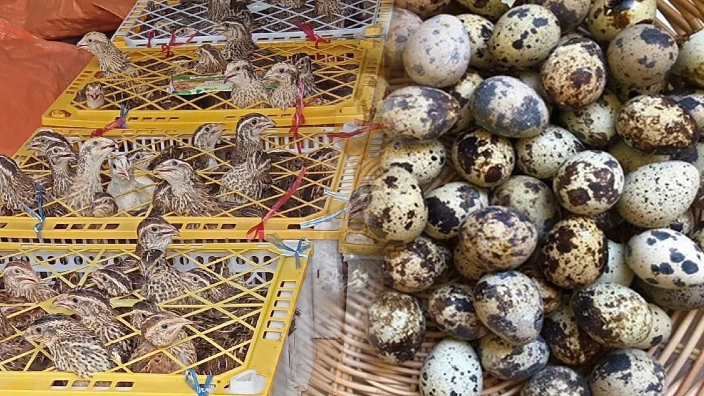 เลี้ยง 'นกกระทา' รายได้ดี รับ 8 หมื่น/เดือน!