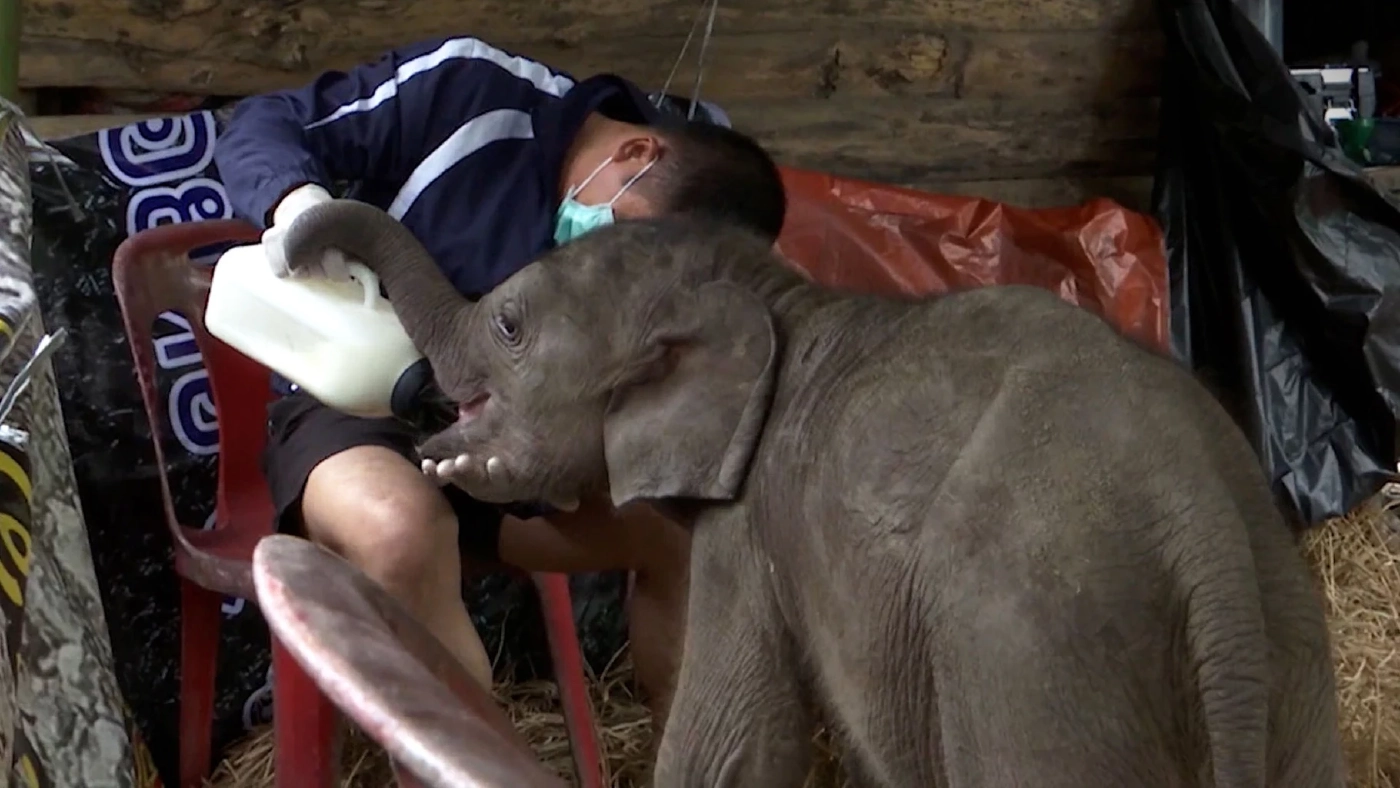 เจ้าหน้าที่เร่งช่วยเหลือ ลูกช้างป่าพลัดหลงแม่ สภาพอ่อนแรง มีบาดแผล