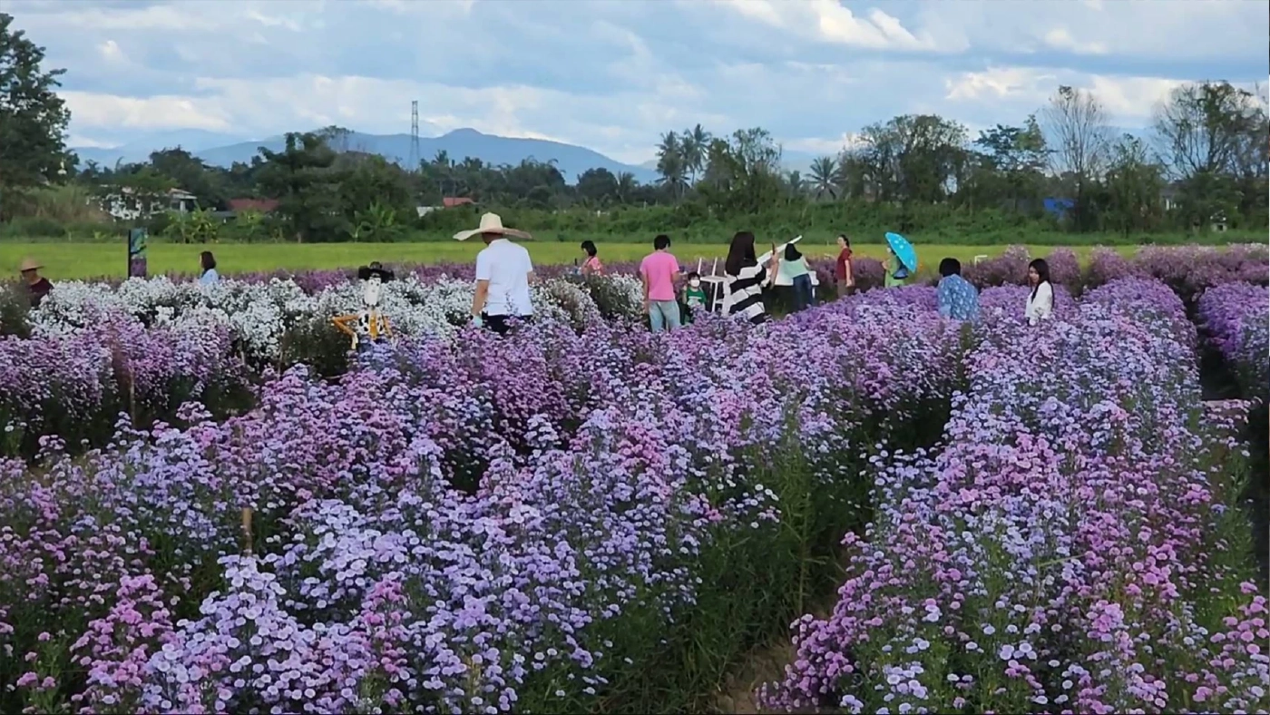 นักท่องเที่ยว แห่ชมสวนดอกไม้ เชียงใหม่ คึกคัก ปิดท้ายช่วงวันหยุดยาว