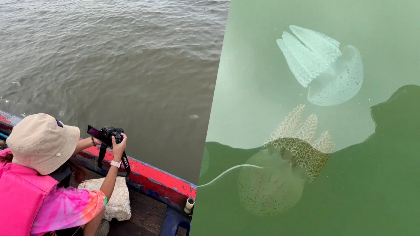 เริ่มแล้วเทศกาลชม “แมงกะพรุนหลากสี” ครั้งแรกในรอบ 3 ปี หลังโควิด-19 ดีขึ้น