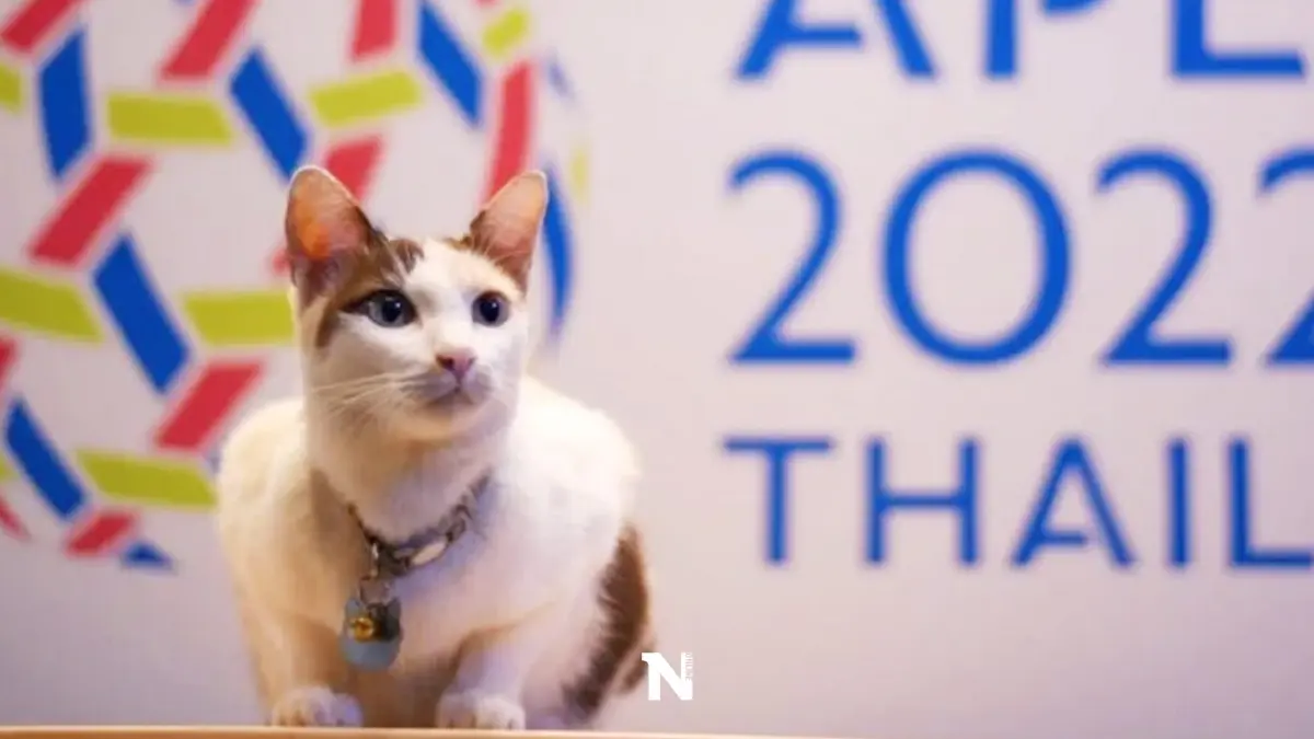 สุดฮือฮา ก.ต.เผยภาพ "แมว" นวล พรีเซ็นเตอร์เอเปค 2022 ทาสแมวแห่กดไลก์สนั่น
