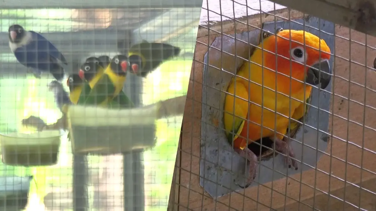 เจ้าของร้านแว่น สร้างรายได้จากงานอดิเรก เลี้ยงนก “เลิฟเบิร์ด” ขาย