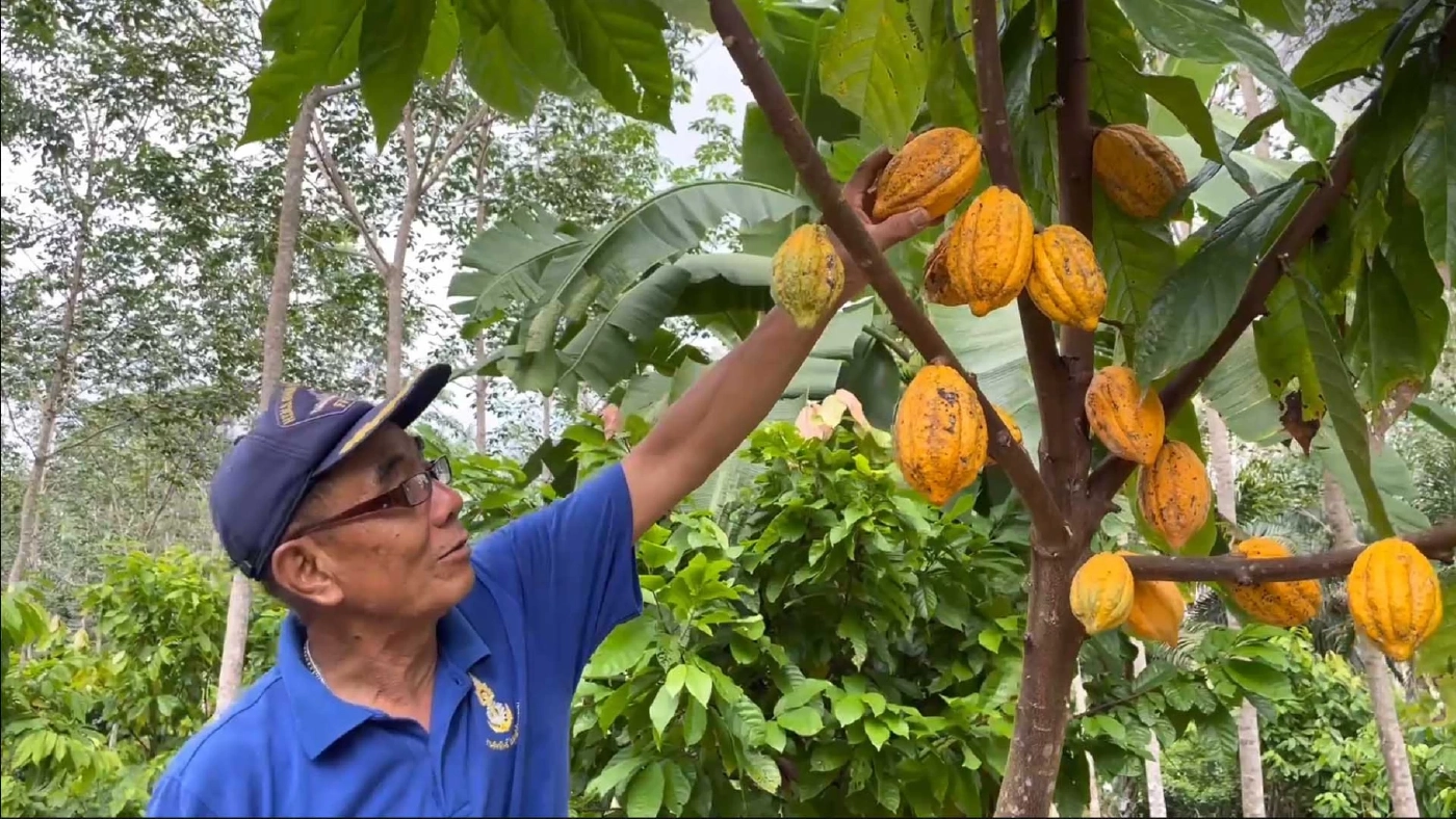 ทางรอดชาวสวนยาง ปลูกต้นโกโก้สร้างรายได้หลักหมื่น สู้วิกฤตราคายางตก
