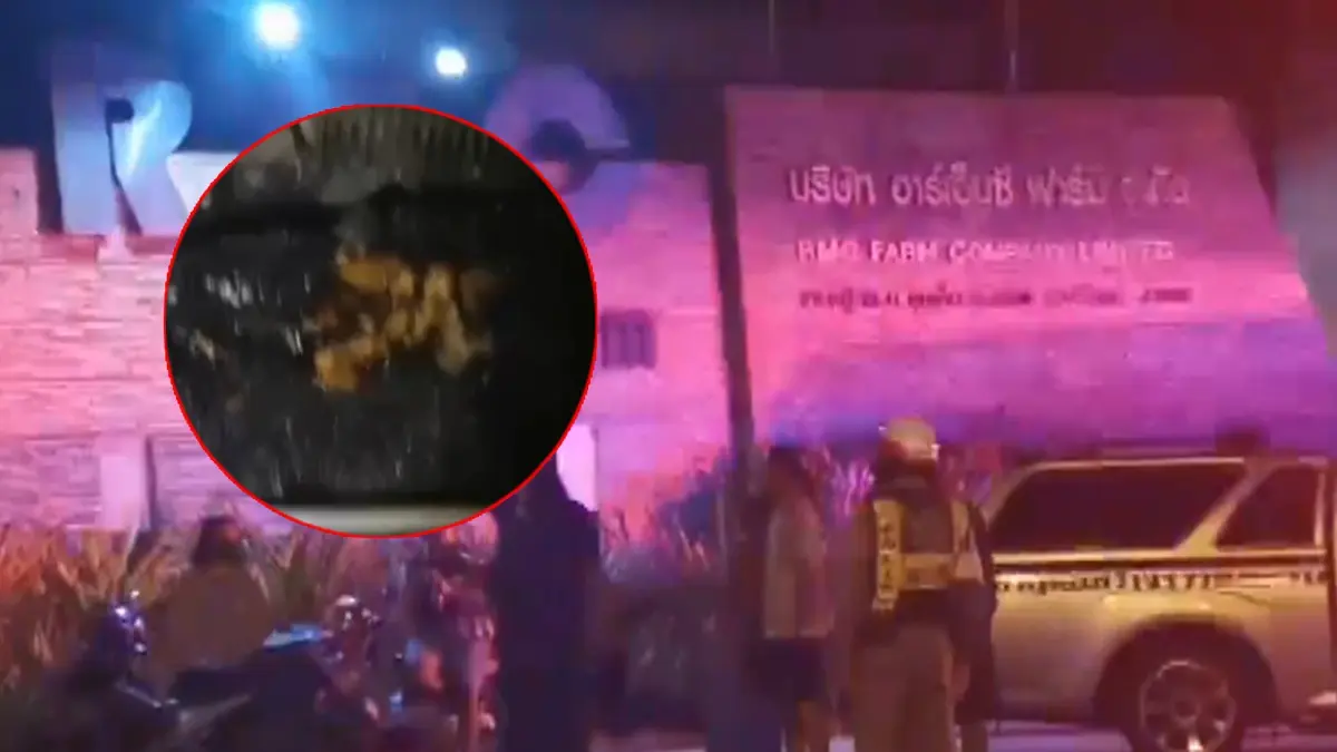 ระทึก ไฟไหม้ฟาร์มหมูขนาดใหญ่ ย่างสดแม่พันธุ์ตายคาคอกกว่า 160 ตัว