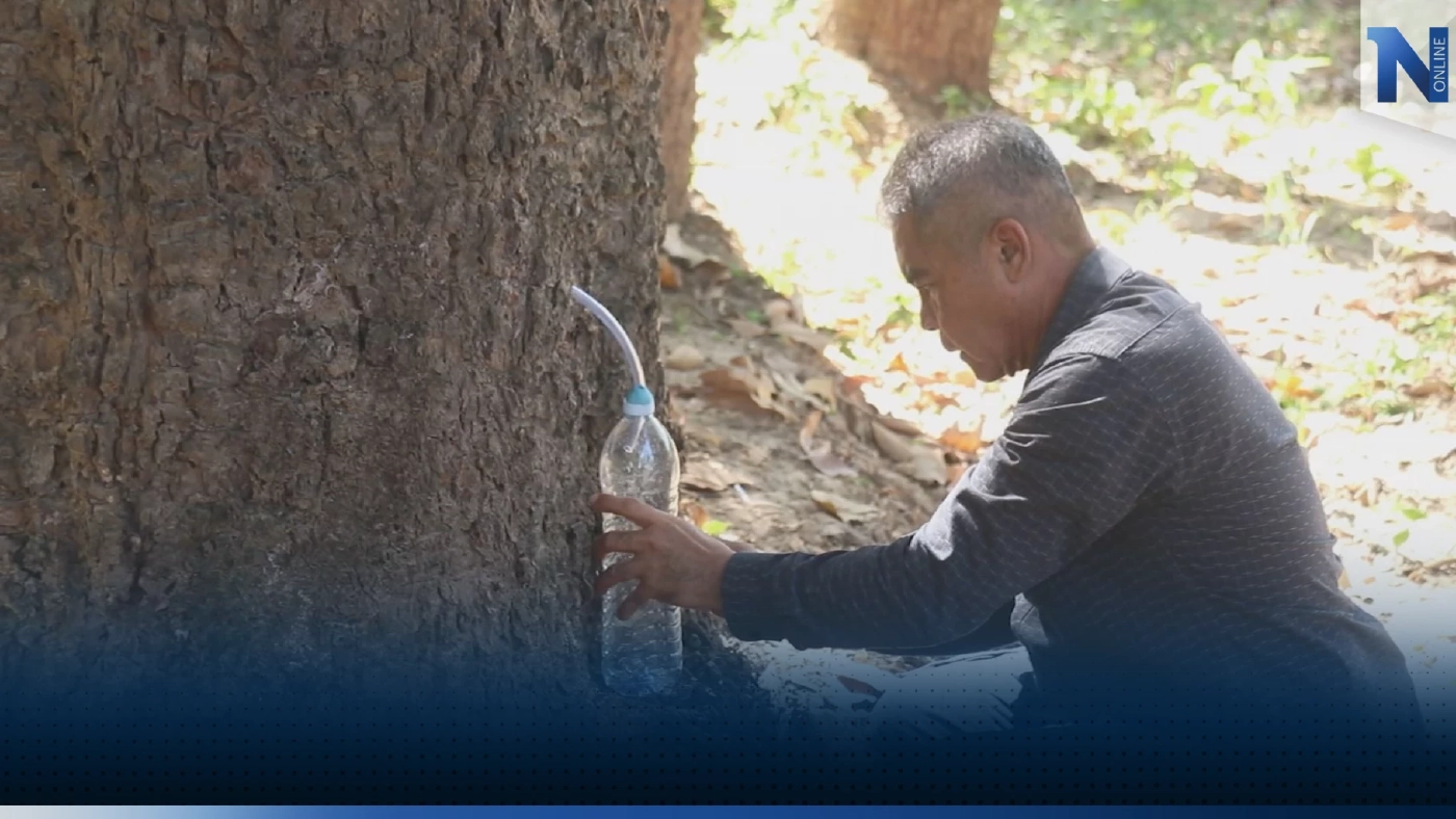 ชาวสวนพิจิตรเจาะใช้น้ำมันจากต้นยางนาลดต้นทุน ชาวสวนพิจิตรเจาะใช้น้ำมันจากต้นยางนาลดต้นทุน