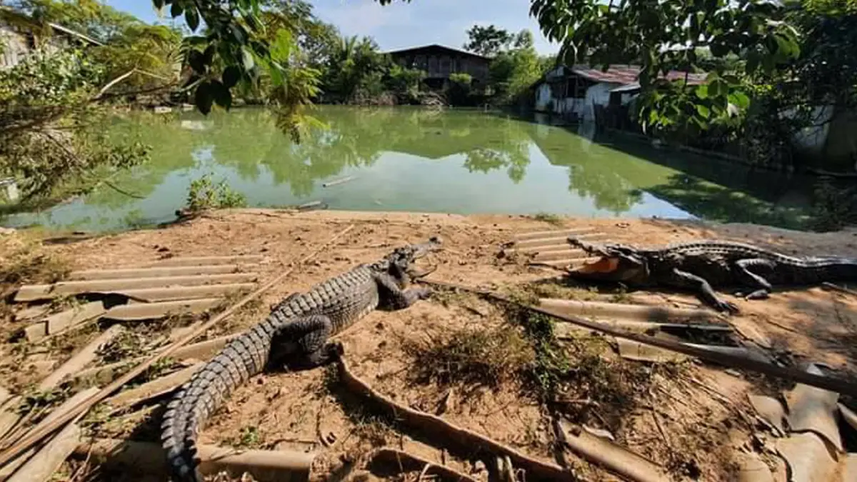 ปิดบ่อจระเข้ ปราจีนฯ ลักลอบเลี้ยง 160 ตัวล้อมรั้วสังกะสี