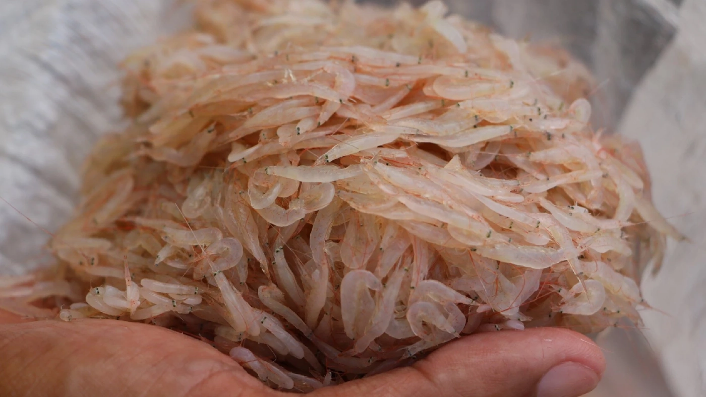 นาทีทอง 'กะปิกุ้งเคยแท้' ราคาพุ่ง-ยอดขายทะลัก