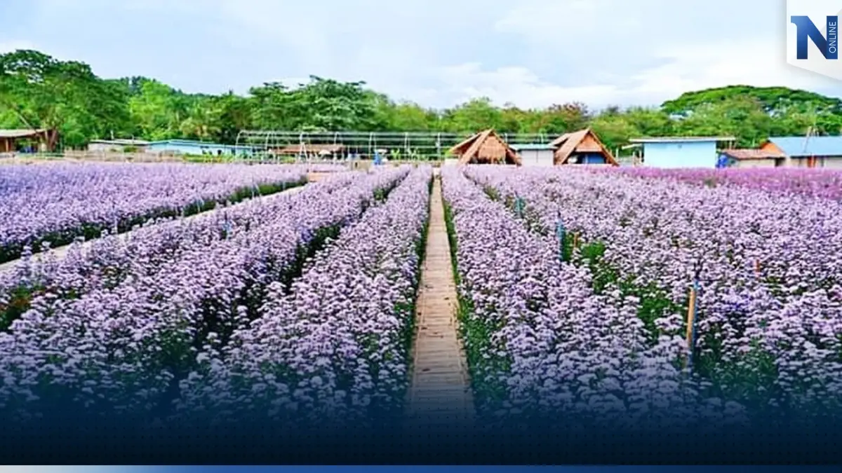 สวนดอกไม้จังหวัดเชียงใหม่คาดเงินสะพัดกว่า 70 ล้าน! สวนดอกไม้จังหวัดเชียงใหม่คาดเงินสะพัดกว่า 70 ล้าน!