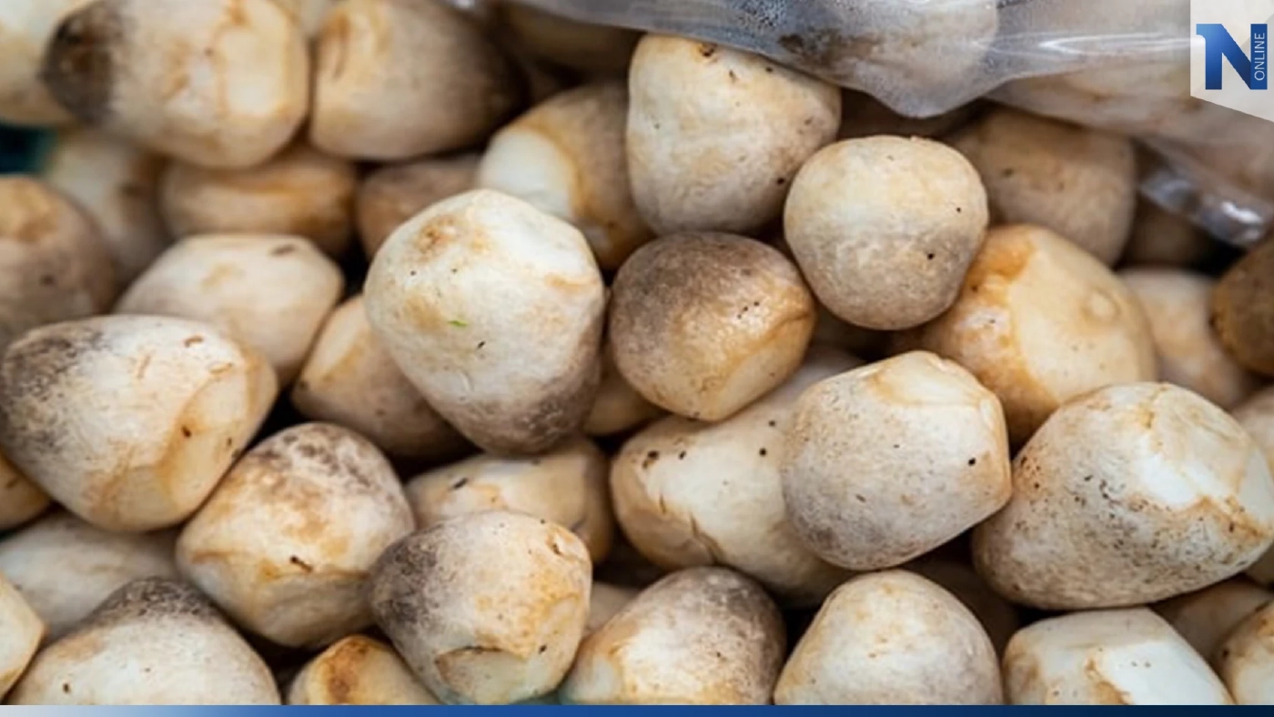 'เห็ดฟาง' ราคาพุ่ง! กก.ละ 100 บาท แต่ราคายางตกต่ำ