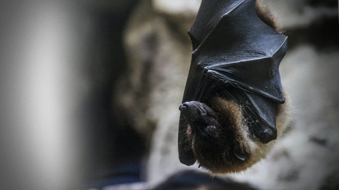 เปิดโปงสรรพคุณ 'ค้างคาว' กับเรื่องราวเข้าใจผิดทำเสี่ยงตาย