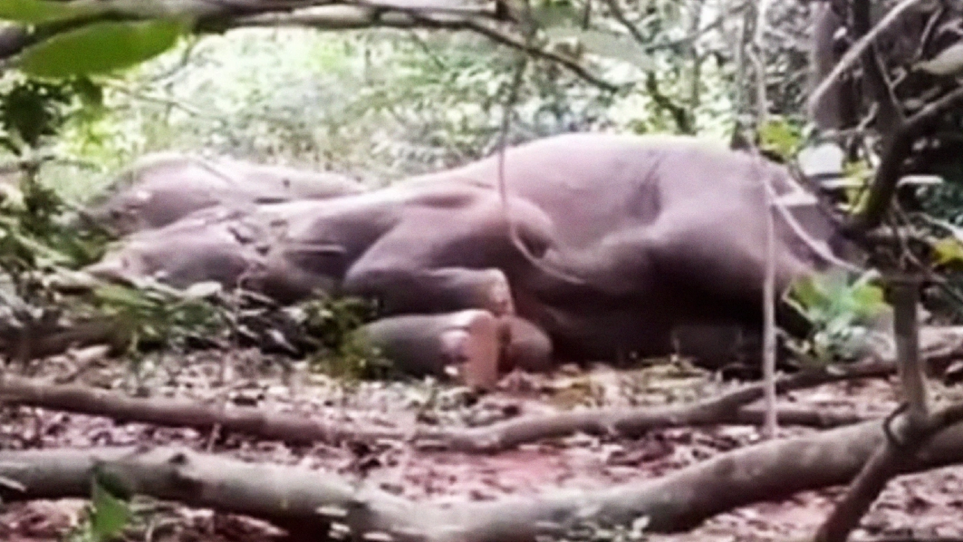 ช้างป่า 24 ตัวในอินเดีย เมาเหล้าเถื่อนหลับทั้งโขลง (คลิป) ช้างป่า 24 ตัวในอินเดีย เมาเหล้าเถื่อนหลับทั้งโขลง (คลิป)