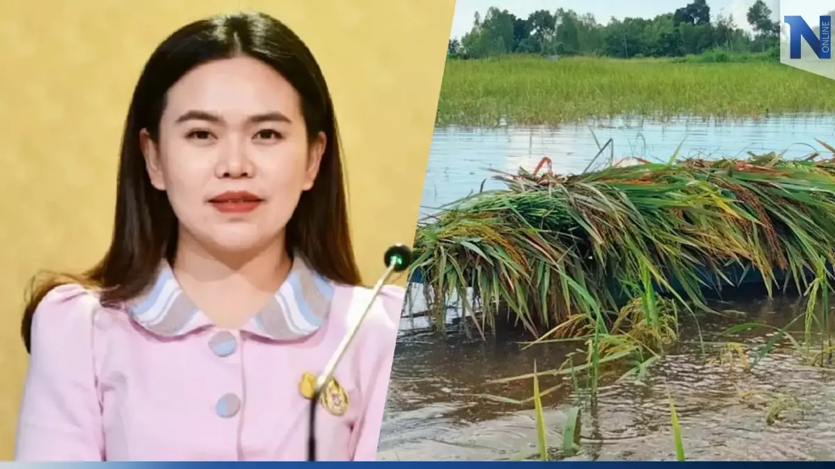 ฝนตกหนัก! เตือนชาวนา หาวิธีป้องกันดูแลคุณภาพข้าว ฝนตกหนัก! เตือนชาวนา หาวิธีป้องกันดูแลคุณภาพข้าว