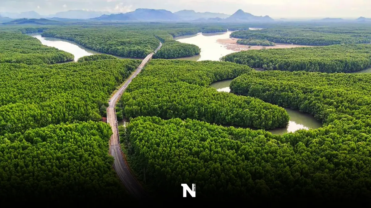 เปิดมติครม.ผ่อนผันใช้พท.ป่าชายเลน"สตูล" 11 ไร่ สร้างถนนกระตุ้นเศรษฐกิจ
