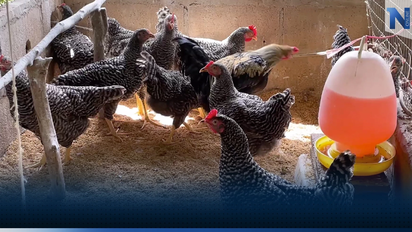 เพาะขยายพันธุ์ 'ไก่ดำ' ทำเงิน! ส่งขายใน-ต่างประเทศ