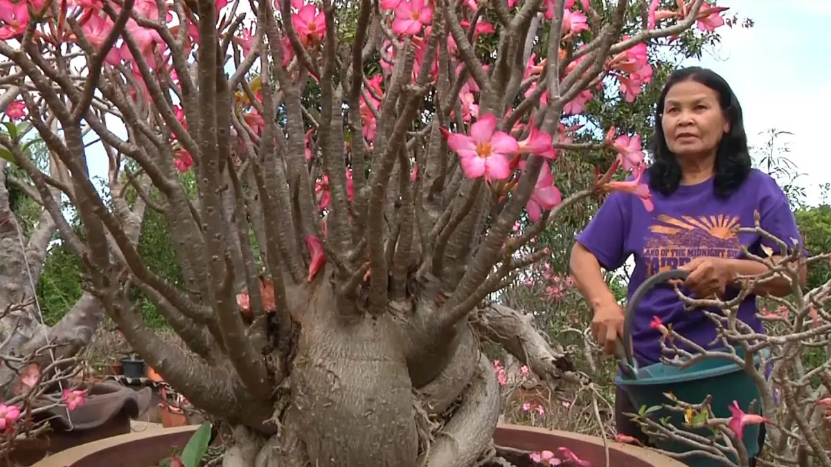 อาชีพวัยเกษียณ อดีตครูเพาะ “ชวนชม” ขายสร้างรายได้ อาชีพวัยเกษียณ อดีตครูเพาะ “ชวนชม” ขายสร้างรายได้