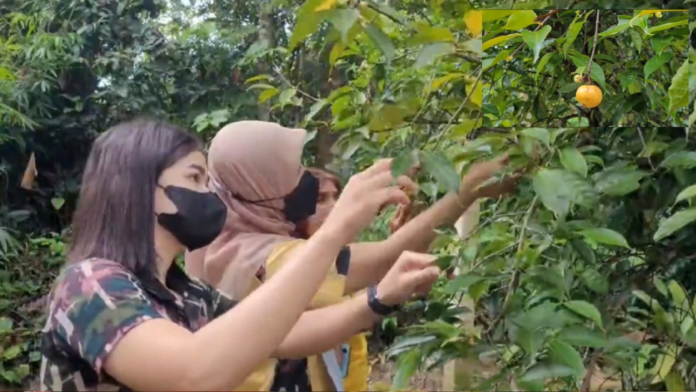 ฮือฮา ค้นพบพรรณไม้ชนิดใหม่ของโลก “ส้มแก้วสมคิด” ที่สวนพฤกษศาสตร์เขาช่อง