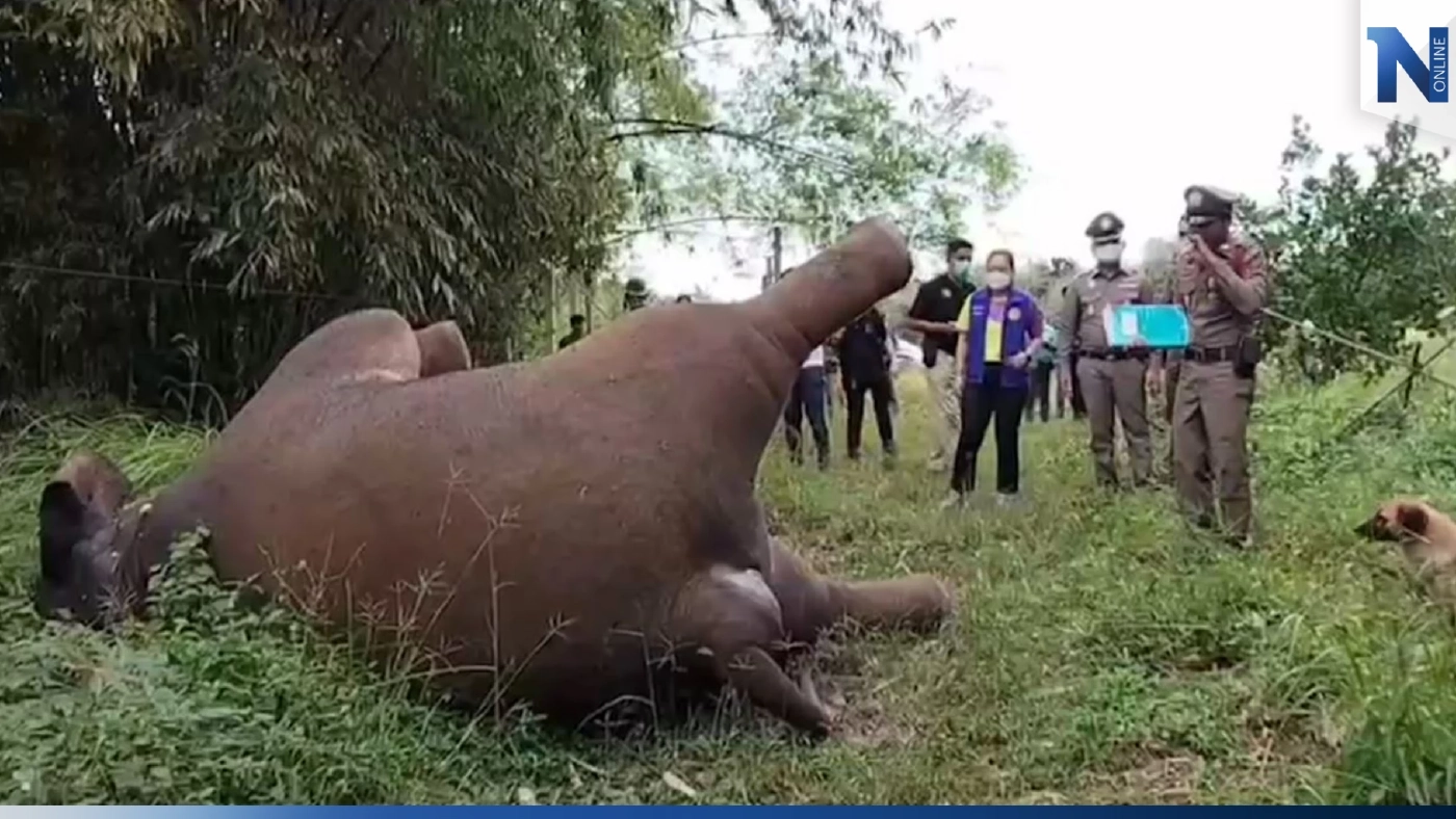 สลด! ช้างป่าถูกลวดไฟฟ้าช็อตตาย กลางไร่ขนุน ขณะออกหากิน