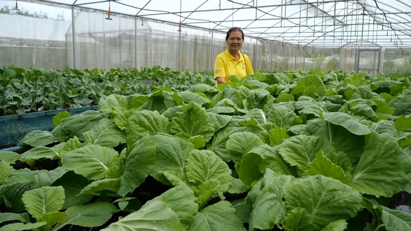 เพื่อสุขภาพผู้บริโภค เกษตรกรชาวตรังปลูกผักออแกนิกรายได้งาม