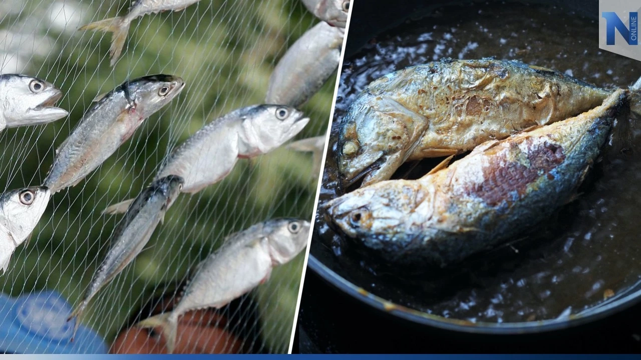 ‘ปลาทูไทย’ หน้างอคอหักกับประโยชน์หลักคับเข่ง