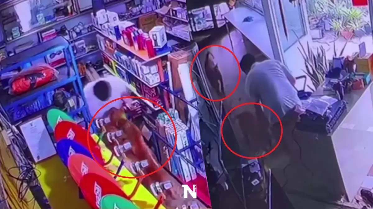 ผวา! สุนัขพิตบูล 2 ตัว หลุดมุดรั้วเข้าไปรุมขย้ำหนุ่ม 17 ปีถึงในบ้าน (คลิป)